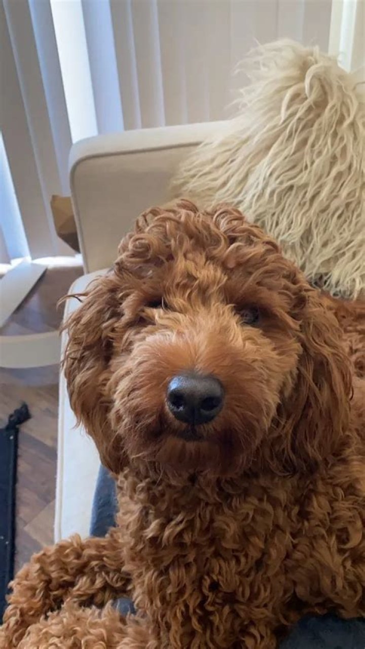 Adin Ross Pets - Celebrity Pets