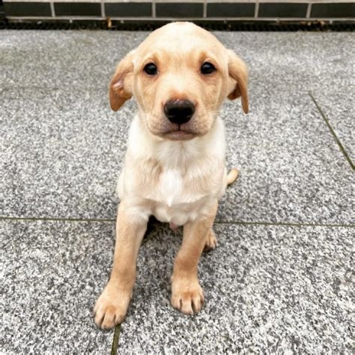 Alun Wyn Jones Pets - Celebrity Pets
