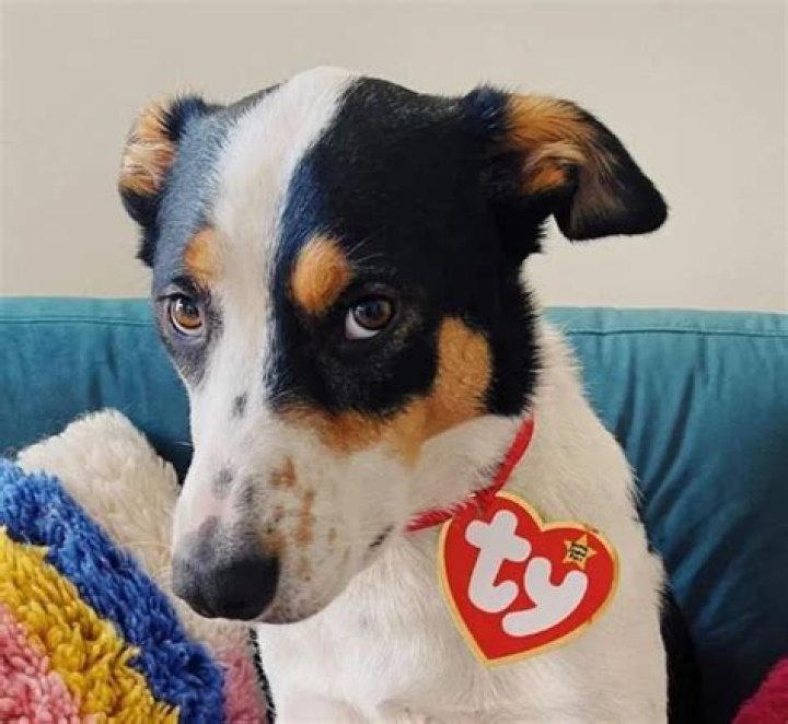 Ava Phillippe Pets - Celebrity Pets