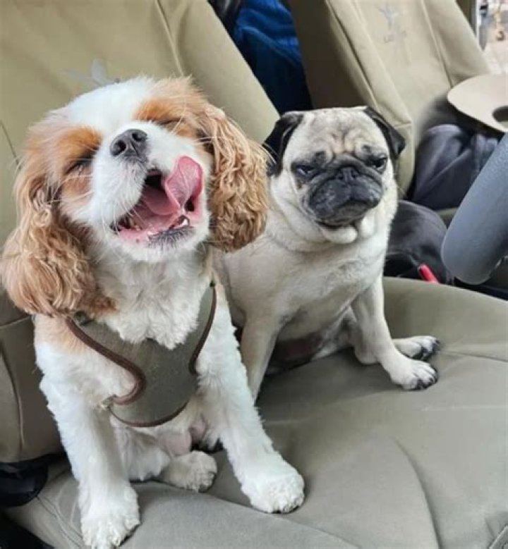 Bindi Irwin Pets - Celebrity Pets