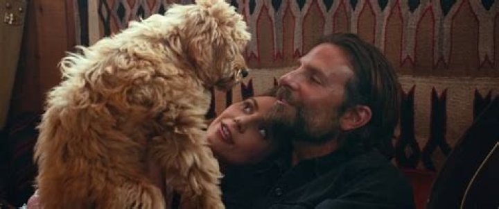 Bradley Cooper Honoured by PETA for Casting His Dog Charlie in A Star is Born