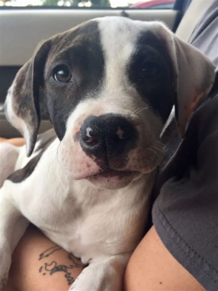 Cardi B Pets - Celebrity Pets