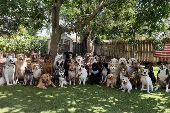 Cheyenne Floyd Got Rid Of Dog Because It 'Didn't Get Along' With Ryder