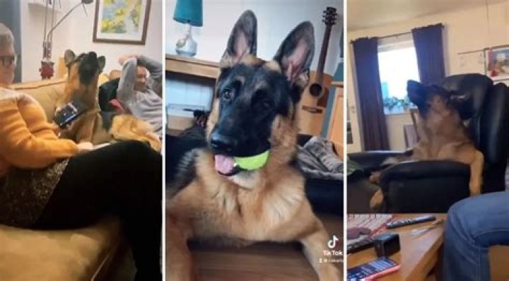 Classical Canine: Meet Athos the Opera-Singing German Shepherd