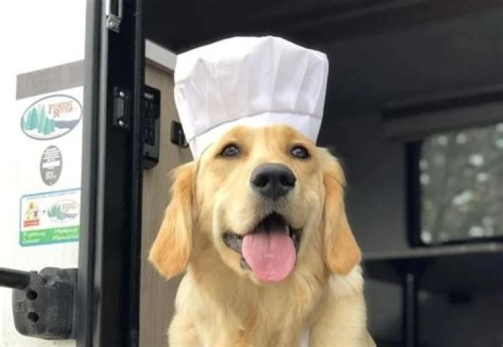 Cooking with Badger – A classically trained chef and golden retriever