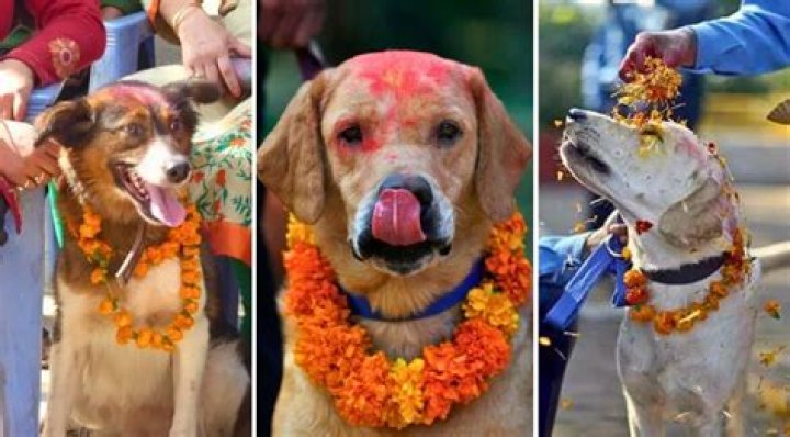 Doggo Day: The Kukur Tihar Is an Annual Hindu Festival That Celebrates Dogs