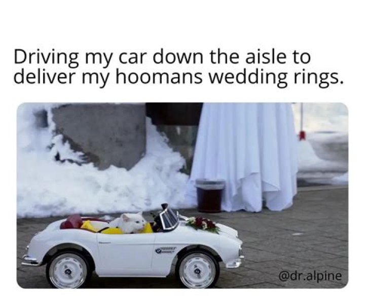 Dr. Alpine the Adventure Cat Became His Human’s Wedding Ring Bearer