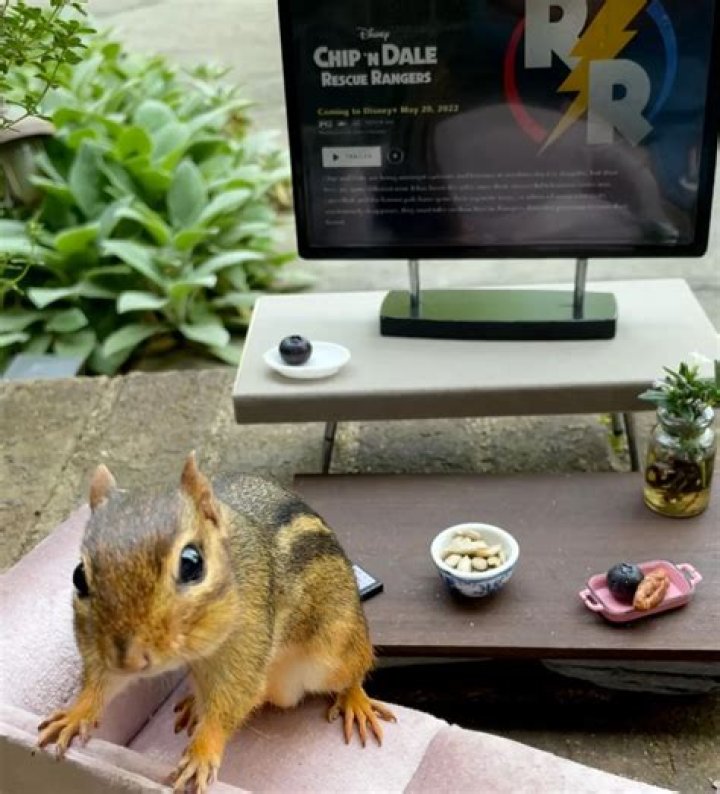 Food Writer Opens Tiny Restaurant for Chipmunks
