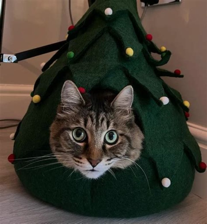 Gab Smolders Pets - Celebrity Pets