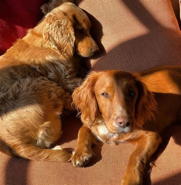 Guy Ritchie Pets - Celebrity Pets