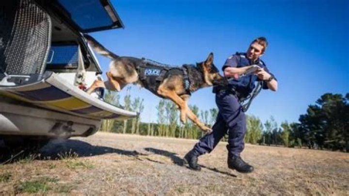 Hero police dog stabbed, saved by another hero police dog with blood donation