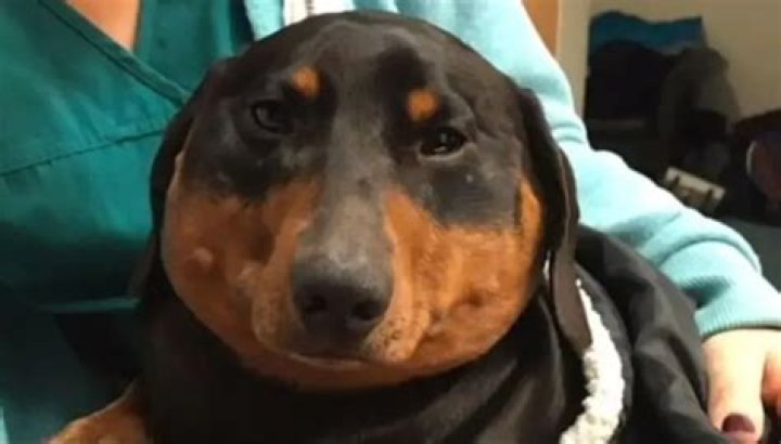 IRL balloon animal: Rare condition turned wiener dog into a jumbo hot dog
