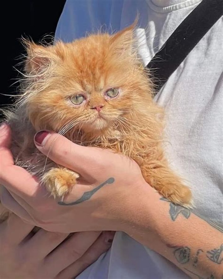 Kalani Hilliker Pets - Celebrity Pets