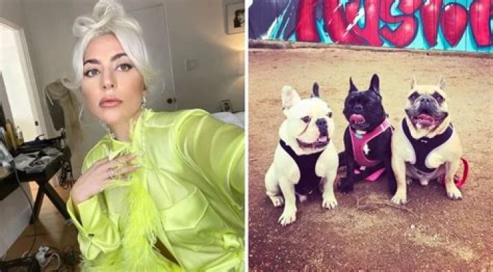 Lady Gaga Wins Lawsuit From One of Her Dog Kidnappers