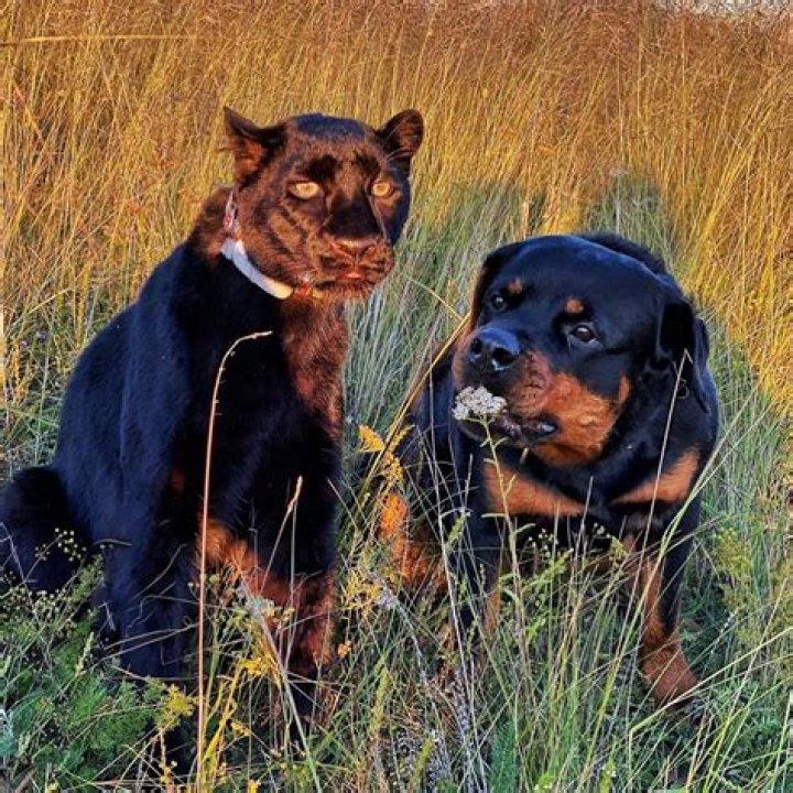 Luna The Pantera Abandoned and Raised With Venza the Rottweiler