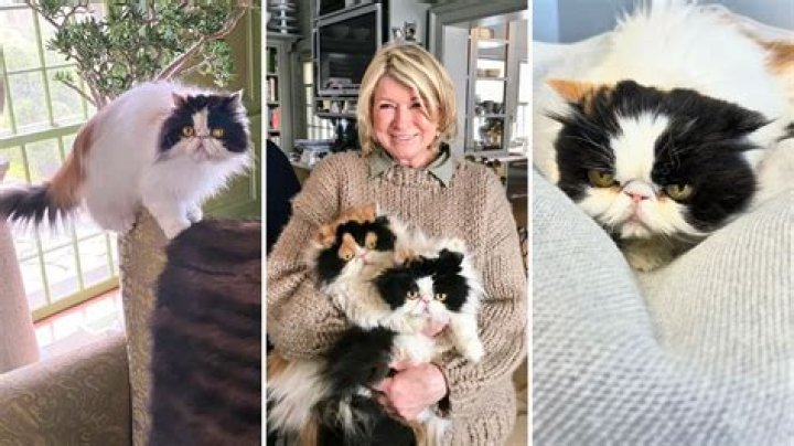 Martha Stewart Mourns the Loss of Empress Tang, Her 14-Year-Old Persian Cat