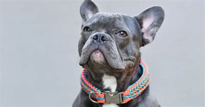 Martha Stewart’s two French bulldogs have diamond necklaces/collars, ugh