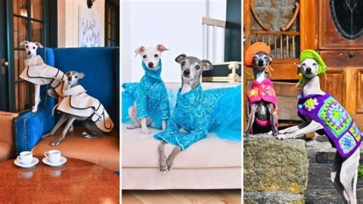 Meet Kala the Iggy, Protégé to Canine Fashion Icon Tika the Iggy