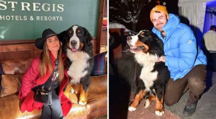 Meet Kitty Jacob Astor II: The Charming Canine Concierge at the St. Regis Hotel in Aspen