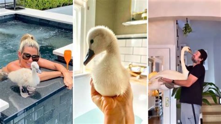 Meet Lola the Swan Influencer: From a Rescue To Living It Up Poolside
