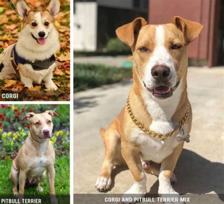 Meet Picasso, The Rescue Pitbull-Corgi Mix With a Special Snout