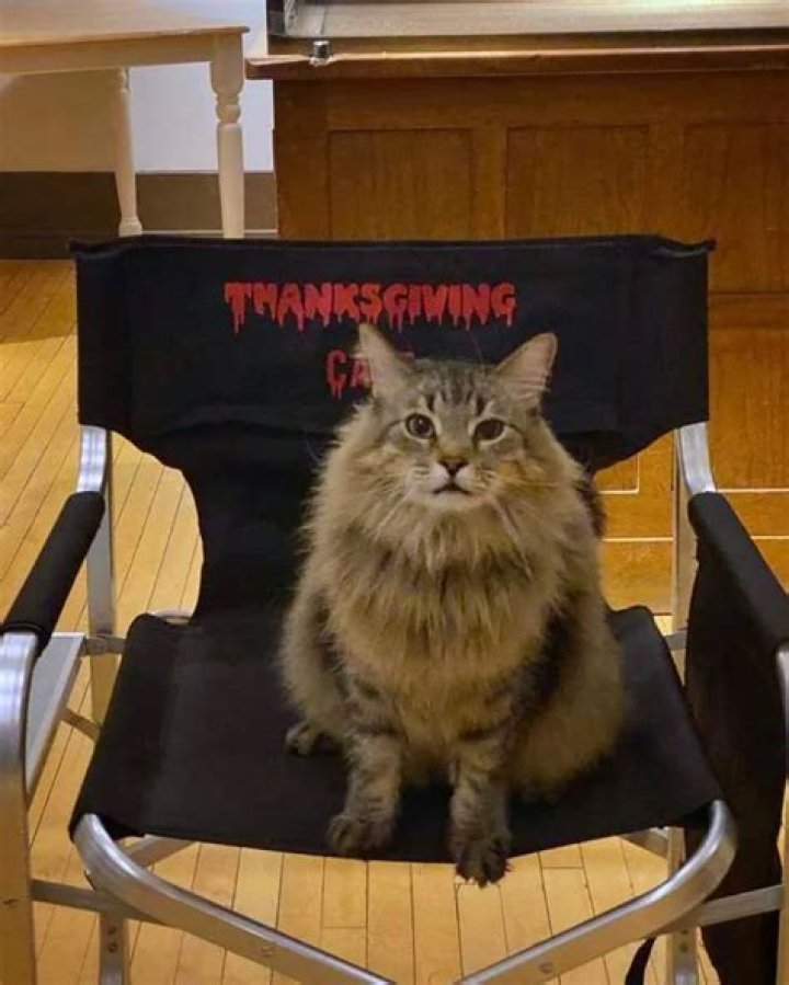 Meet Tonic, the Rescue Cat Turned Horror Actor From ‘Pet Sematary’ and ‘Thanksgiving’