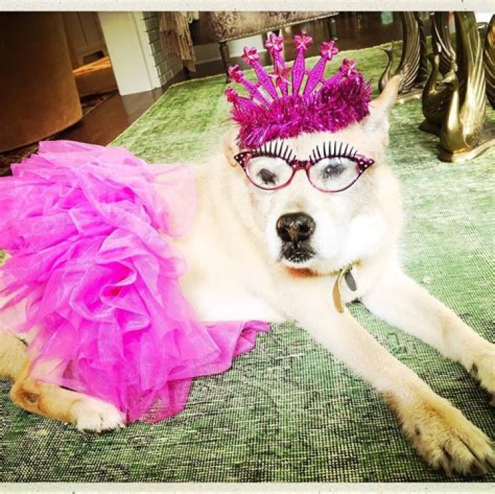 Melissa McCarthy Pets - Celebrity Pets