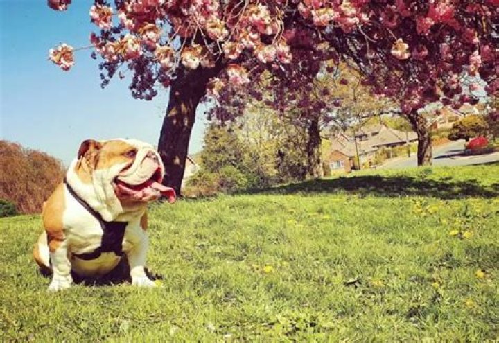 Mr. BulldogPabs, the bulldog who doesn’t fear anything