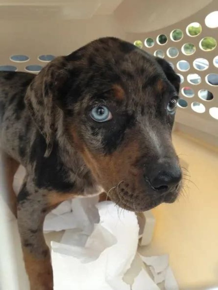 Paul Walker Pets - Celebrity Pets