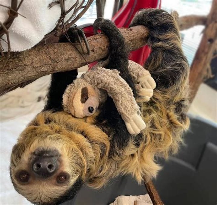 Pregnant Sloth at Cincinnati Zoo Gets Stuffed Animal to Prep for Motherhood