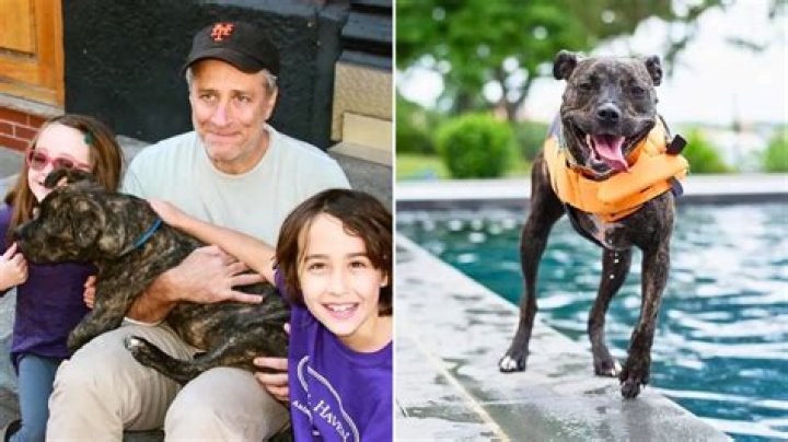 Since Jon Stewart’s Emotional Goodbye to His Rescue Dog, His Shelter Has Been Flooded With Donations