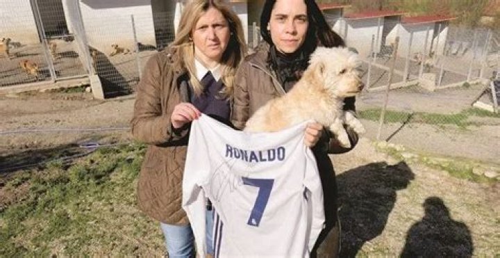 Soccer Superstar Cristiano Ronaldo Saves 80 Shelter Dogs