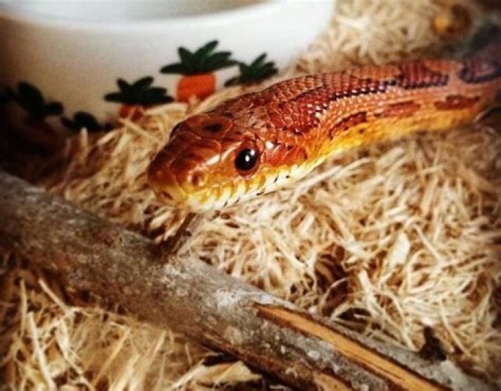 Spaghetti the Snake got a Christmas surprise and it’s the cutest