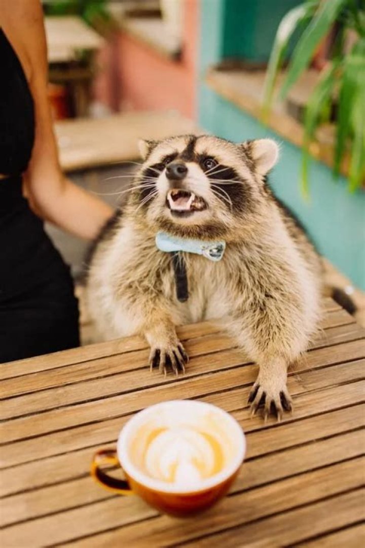 Tema The Chubby Raccoon From Zoo Baby to Pampered Instagram Superstar