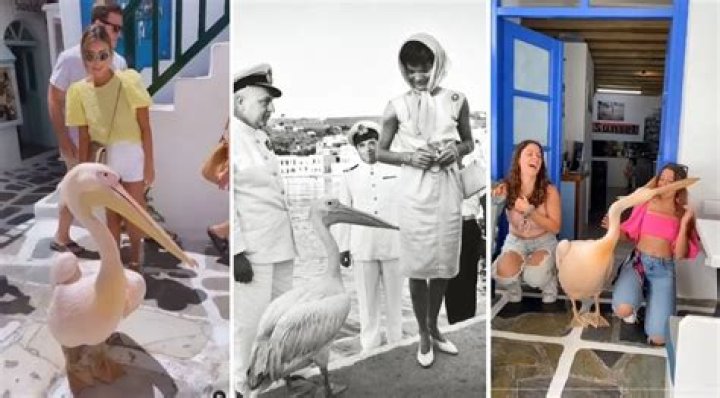 The 65-Year-Long Story of Petros, the Celebrity Pelican of Mykonos Greece