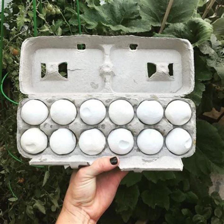 To catch a turtle poacher: conservationists use fake eggs to bring down bad guys!