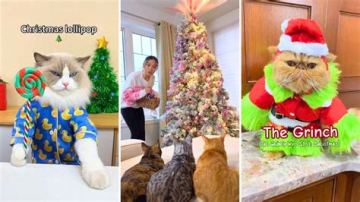 Top 10 Cat Influencer Christmas Posts on Instagram