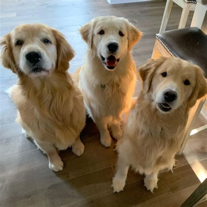 Tucker Budzyn The Golden Retriever – Awards, an IMDB Profile, an App, and More