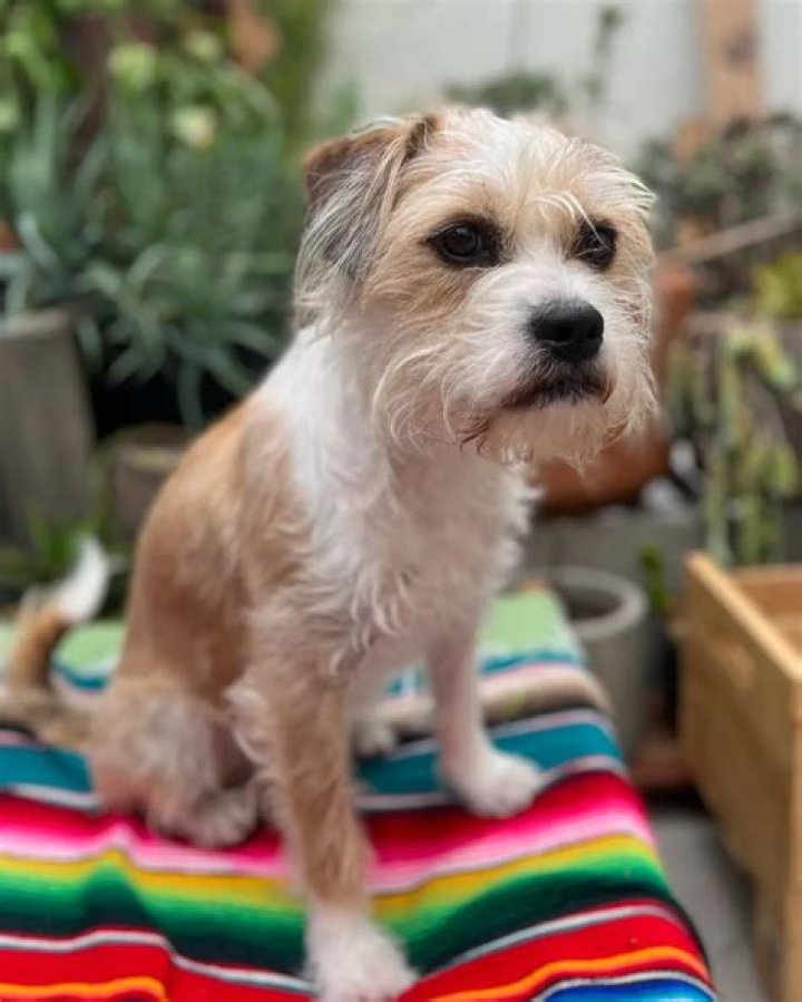 Tyler Oakley Pets - Celebrity Pets