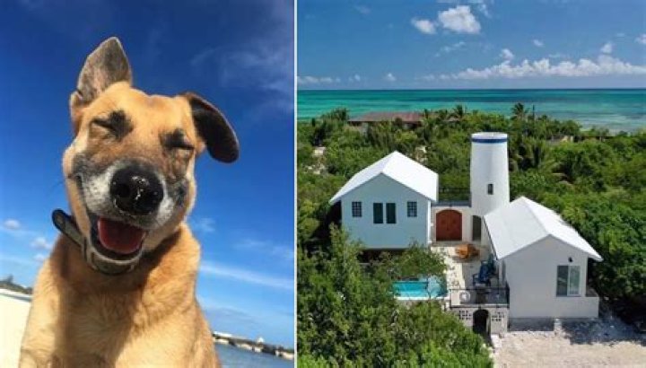 Unlikely Beach Bum: How a Deaf and Blind Dog Turned Host in Turks and Caicos