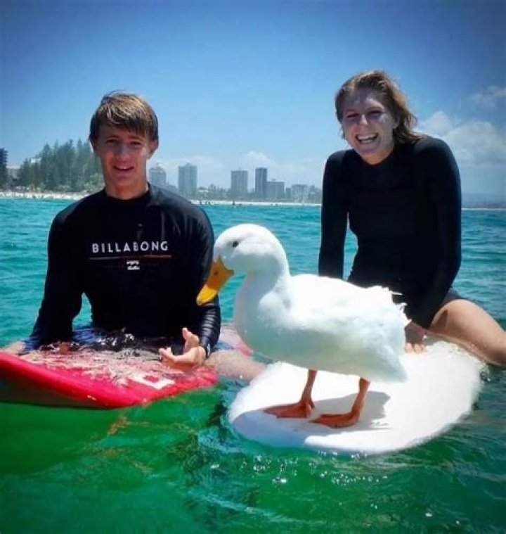 Woman Trains Duck to Surf Because Dogs Aren’t Allowed at Beach, Duck Ends up Winning Beach Dog Pageant